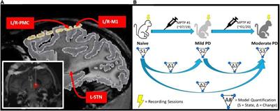 Consistent Changes in Cortico-Subthalamic Directed Connectivity Are Associated With the Induction of Parkinsonism in a Chronically Recorded Non-human Primate Model